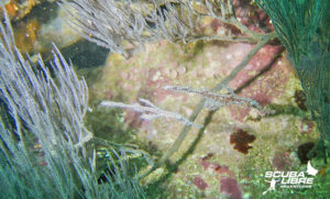 Ghost pipefishes