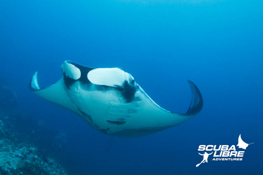 Giant manta ray vs Reef manta ? Essentials to identify them - Scuba