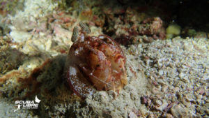 Spearing mantis shrimp