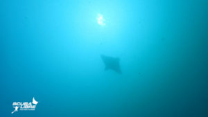 Shadow of an eagle ray