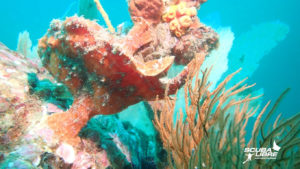 Awesome giant frogfish